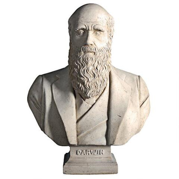 Charles Darwin Bust Portrait Sculpture Theory Evolution Statues Art